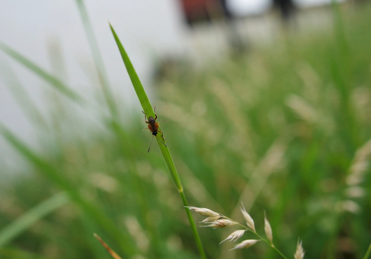 Vlooien in het gras herkennen en effectief bestrijden in NL