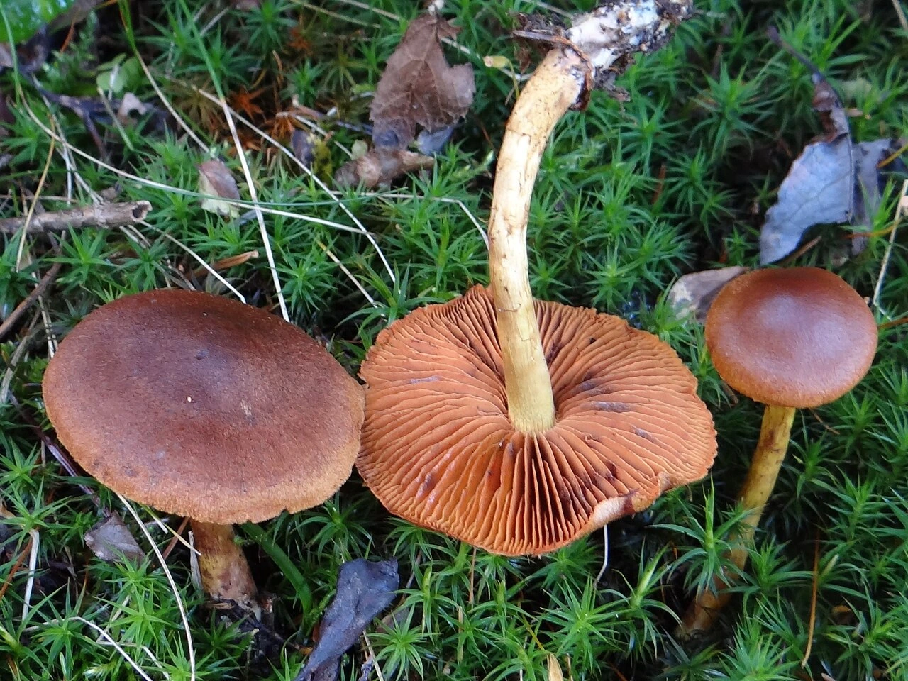 Oranje paddenstoelen in het gras: oorzaken en aanpak in NL