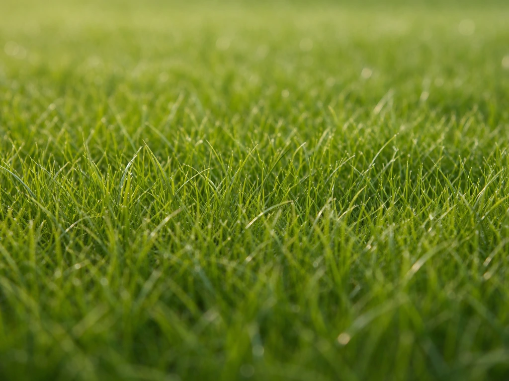 Close-up van fijn, dicht roodzwenkgras/veldbeemdgras met zachte textuur in natuurlijk daglicht