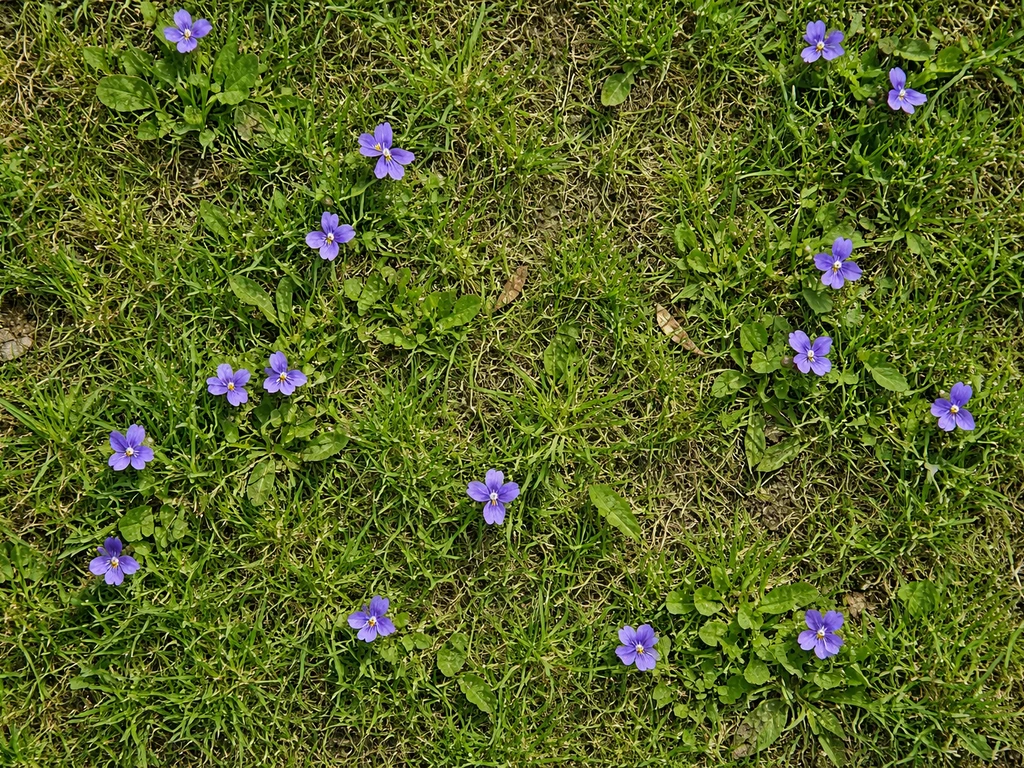 Paarse bloemen in gras: herkenning en wat je nu doet