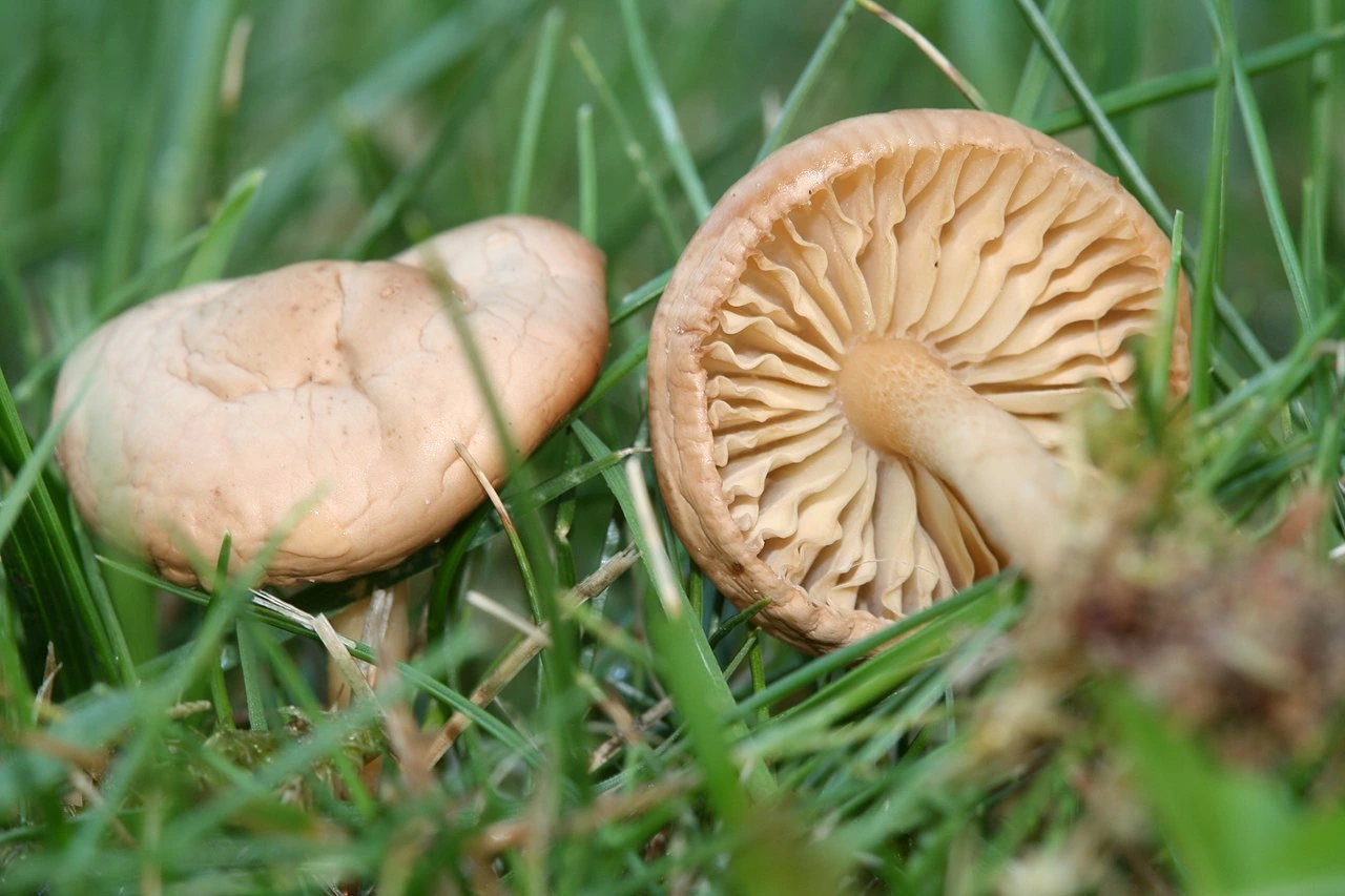Welke paddenstoelen groeien in het gras en wat te doen