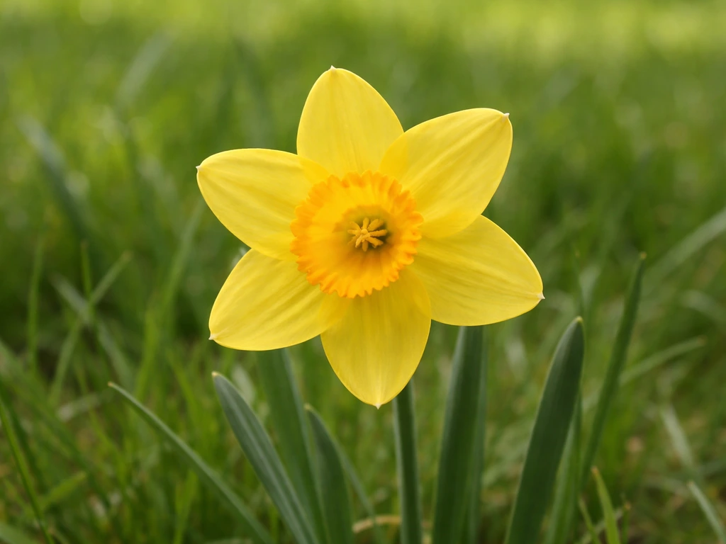 Close-up van een gele narcis in het gras, met zichtbare 6 kroonbladen en centrale corona.