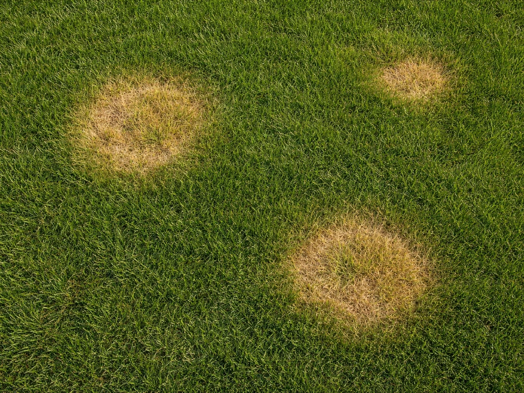 Bovenaanzicht van een groen grasveld met een paar gele urineplekken en kale plekken, duidelijk zichtbaar.