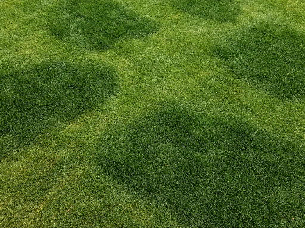 Donker groene plekken in gras: oorzaken en stappenplan